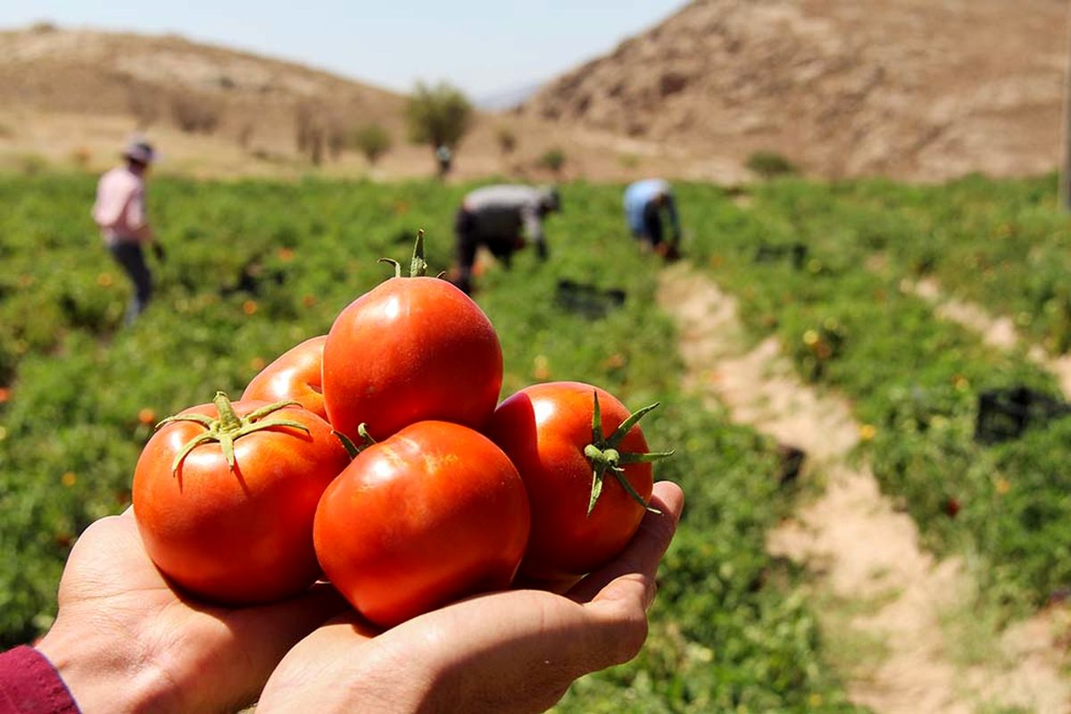 پروژه ملی «سنجش و پایش تلفات و دورریز گوجه فرنگی در مراحل پس از برداشت تا مصرف و شناسایی نقاط بحرانی»