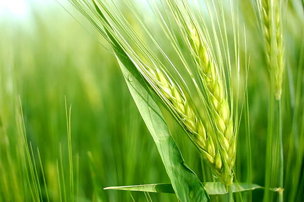 بررسی اثر تغییر اقلیم بر بهره‌‏وري آب در توليد گندم آبی در آذربايجان‌شرقی 