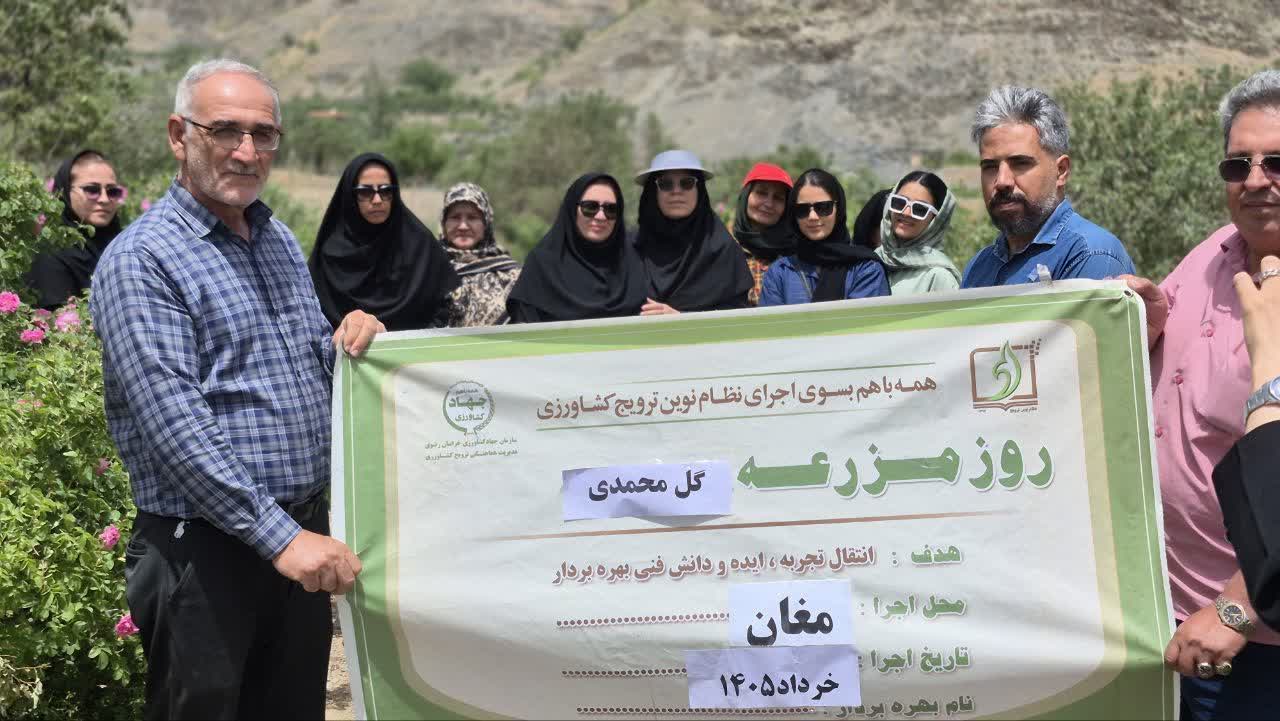 " روز مزرعه گل محمدی در روستای مغان" با ارائه بانوان هیات علمی مرکز تحقیقات و آموزش کشاورزی و منابع طبیعی خراسان رضوی در 15 خرداد ماه برگزار شد. 