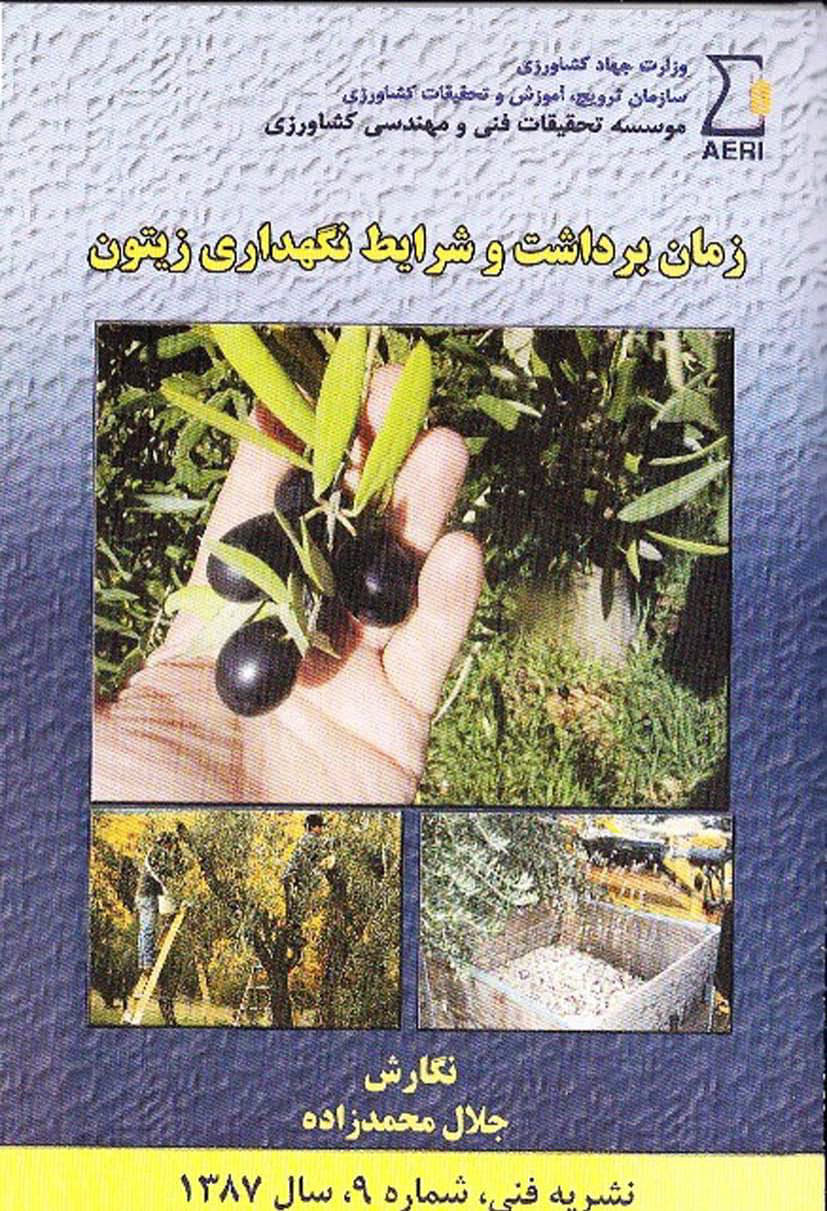 زمان برداشت و شرایط نگه‌داری زیتون