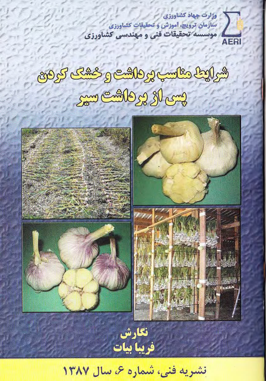 شرایط مناسب برداشت و خشک کردن پس از برداشت سیر