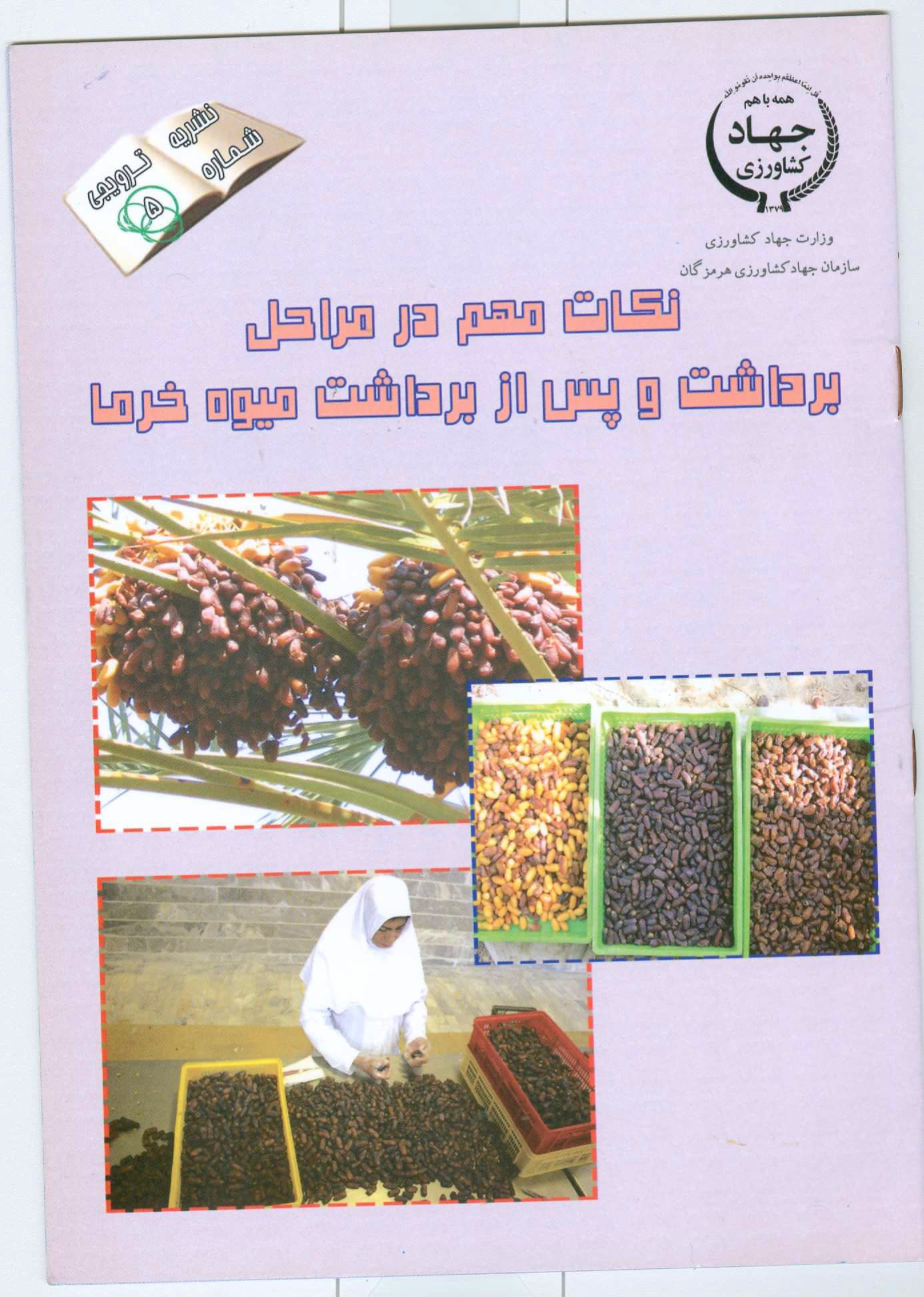 نکات مهم در مراحل برداشت و پس از برداشت خرما