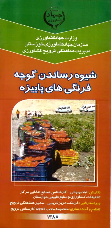 شیوه رساندن گوجه فرنگی های پاییزه