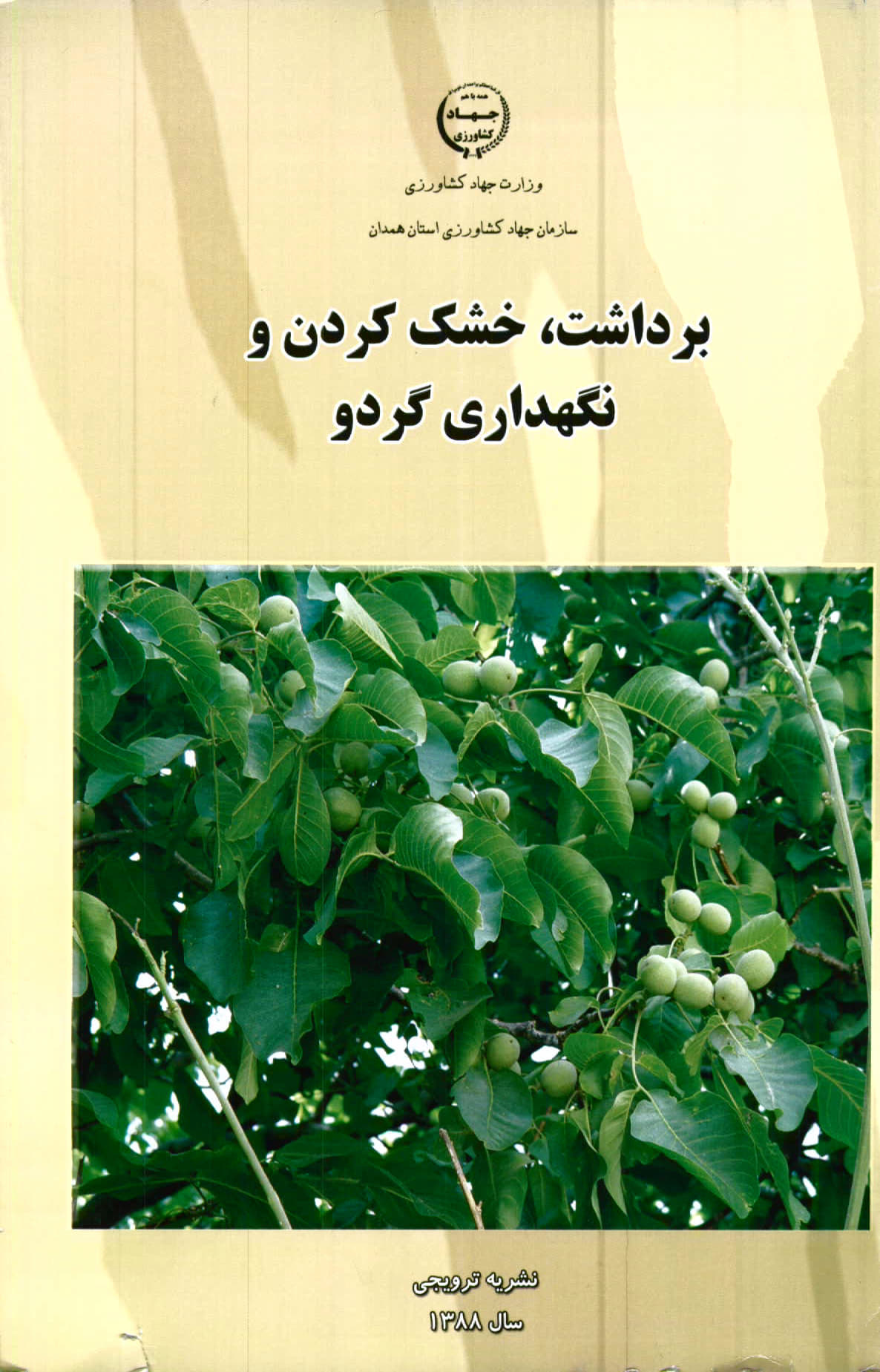 برداشت، خشک کردن و نگه‌داری گردو