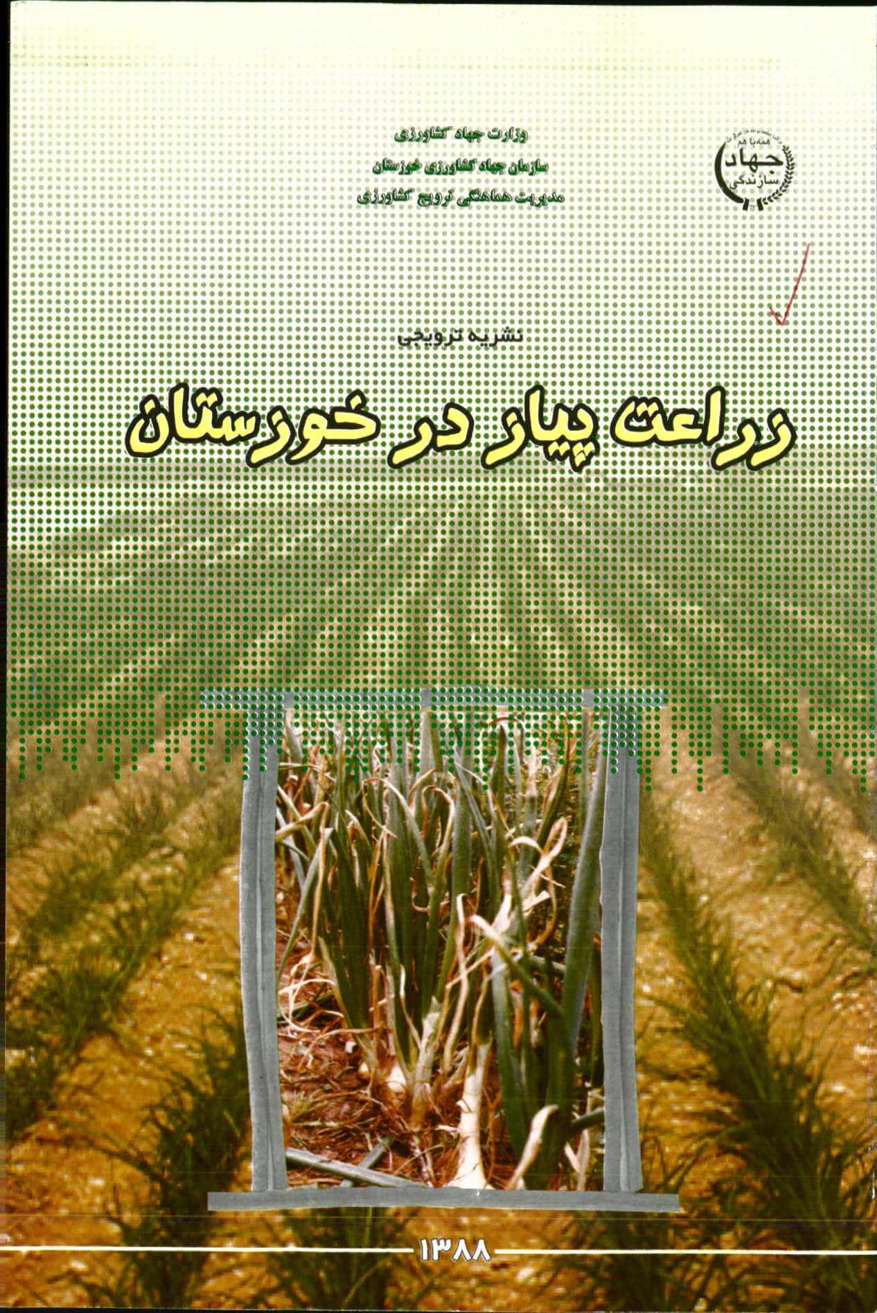 زراعت پیاز در خوزستان