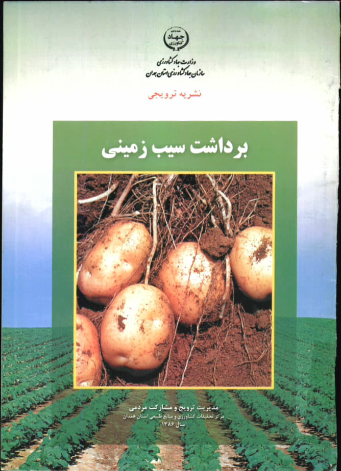 برداشت سیب‌زمینی