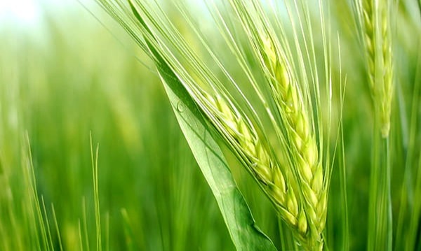 بررسی اثر تغییر اقلیم بر بهره‏‌وری آب در توليد گندم آبی در آذربايجان‌شرقی